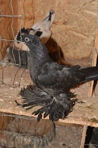 Negru 1