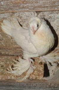Alb 6