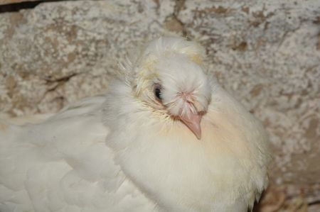 Alb 6