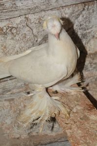 Alb 8