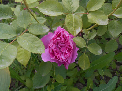 mary rose
