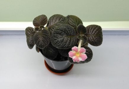 prima floricica