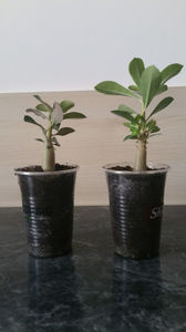 Adenium