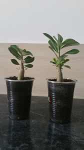 Adenium