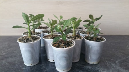 Adenium