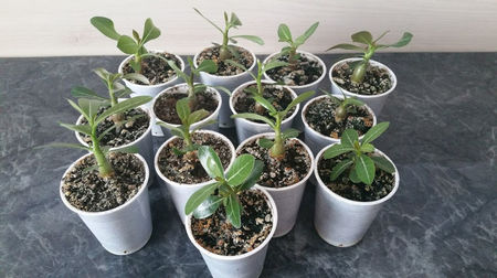 Adenium