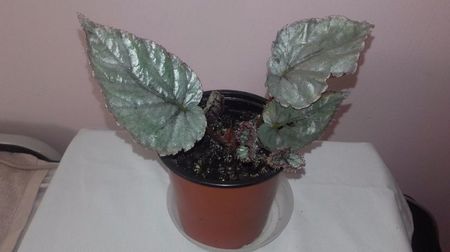 Begonia_Silver_Limbo[1]