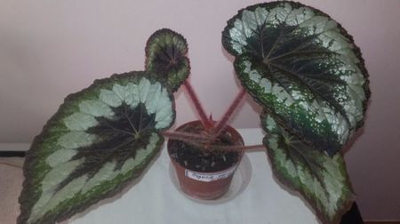 Begonia_var.Silver_Queen[1]