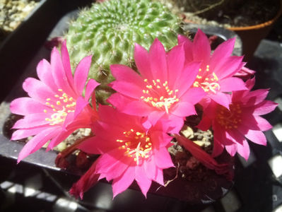 Rebutia-minuscula-v.violaci