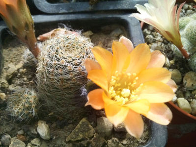 Rebutia-mudanensis