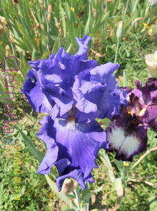 All About Blue1 (1)