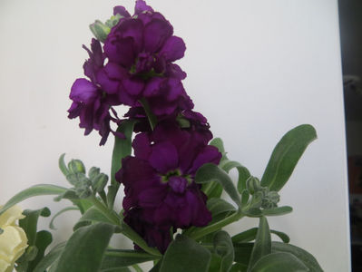 mixandre parfumate; mixandre parfumate
