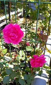 received_1355485627822308