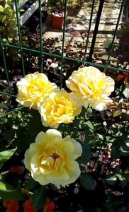 received_1355485711155633