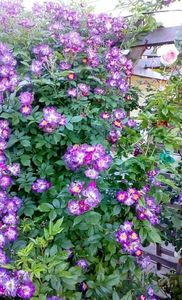 received_1356293387741532