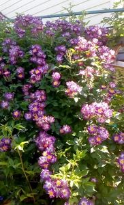 orca-image-1496133875849.jpg_1496133876632