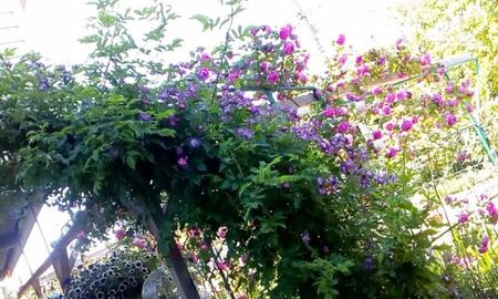 orca-image-1496044049087.jpg_1496044049403