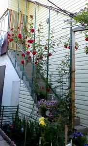 orca-image-1496044039693.jpg_1496044040020