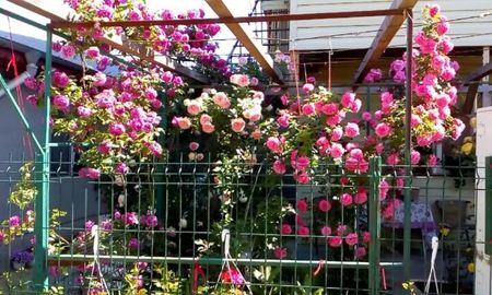 orca-image-1496043937892.jpg_1496043938214