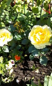 orca-image-1496043823955.jpg_1496043824355