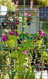 orca-image-1496043813446.jpg_1496043813880