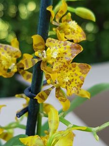 Oncidium Meirax - 50 lei; Pot 6cm
Fara flori
