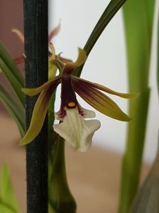 Epidendrum Tripunctatum - 45 lei; Fara flori
