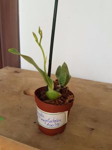 Encyclia Campylostalix - 100 lei; Pot 6cm
