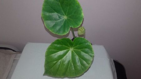 Begonia_Callermanii[1]