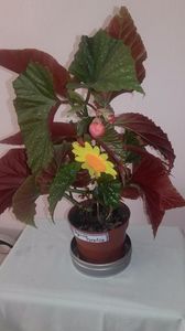 Begonia_Corallina[2]