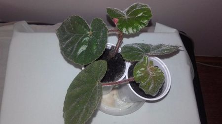 Begonia_Margaritae