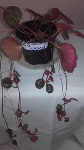 Begonia_Stawberry[1]