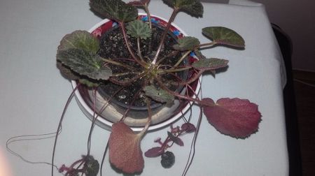 Begonia_Strawberry[1]