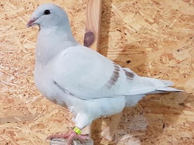 5 porumbita arginitie