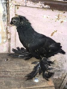 Negru 2