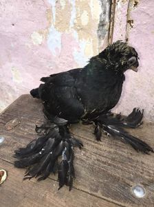 Negru 2