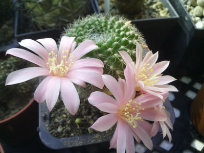 Rebutia-karusiana