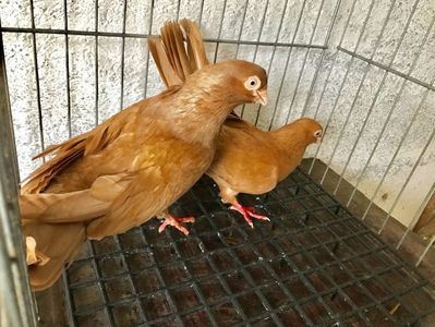 Vând lot 100 de jucatori