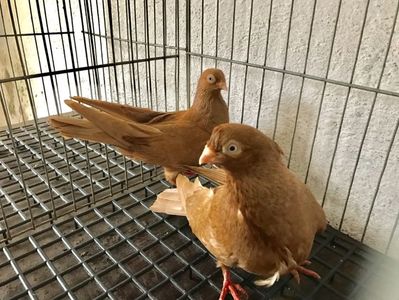 Vând lot 100 de jucatori
