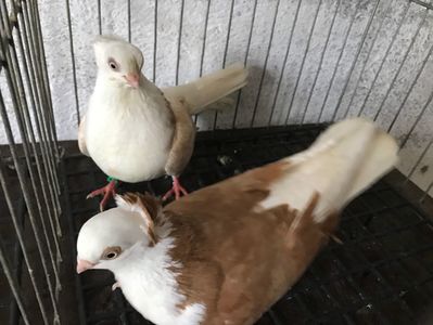 Vând lot 100 de jucatori