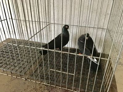 Vând lot 100 de jucatori