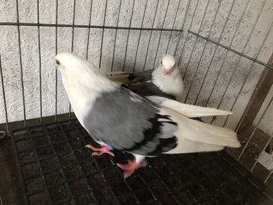 Vând lot 100 de jucatori