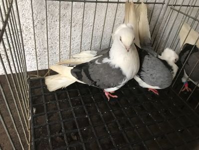Vând lot 100 de jucatori
