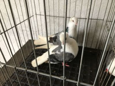 Vând lot 100 de jucatori