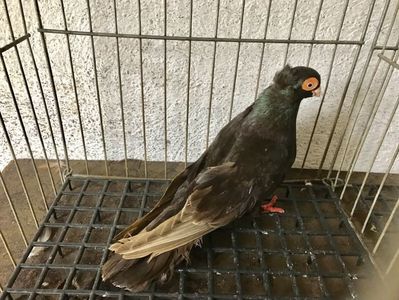 Vând lot 100 de jucatori