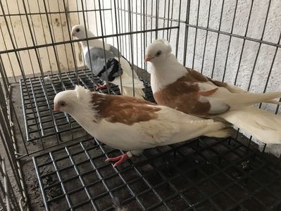Vând lot 100 de jucatori