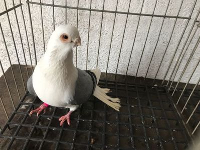 Vând lot 100 de jucatori