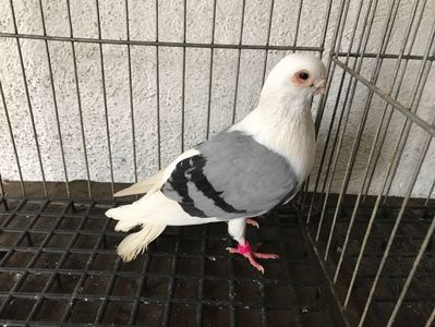 Vând lot 100 de jucatori