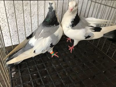 Vând lot 100 de jucatori