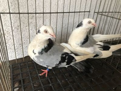 Vând lot 100 de jucatori